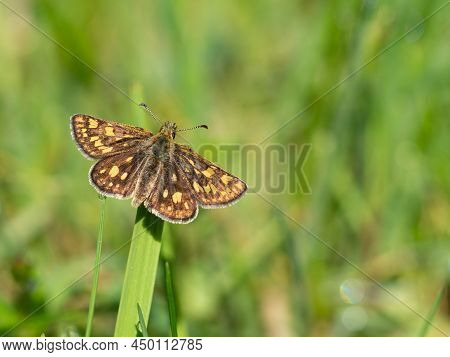 Tiny Chequered Skipper Or Arctic Skipper (carterocephalus Palaemon) Butterfly  Resting On Green Gras