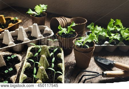Reused Egg Trays And Coconut Biodegradable Pots With Seedlings On The Dark Wooden Table With Gardeni