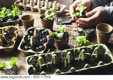 Hands Planting Lettuce In Biodegradable Pot And Reused Egg Boxes With Vegetable Seedlings On The Dar