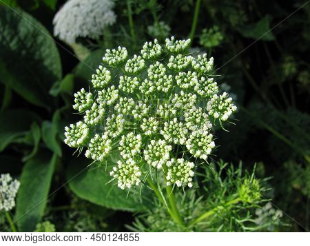 Blooming Ammi Visnaga In A Little Garden