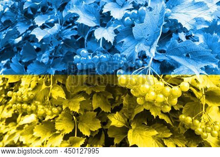 Branch Of Viburnum Berries In Colors Or Ukrainian Flag. National Background