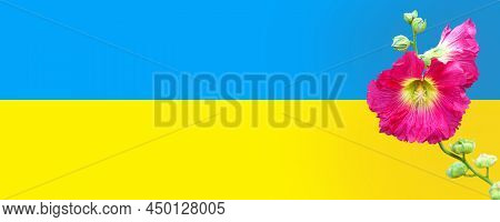 Ukrainian Flag Background And Pink Mallow Flower