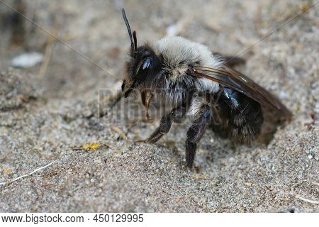 Closeup Of An Alert Grey-backed Mining Bee, Andrena Vaga Getting Ready To Fly Up