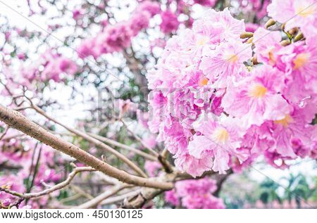 Pink Flowers Tabebuia Rosea Blossom .tabebuia Rosea Trees In Blossom