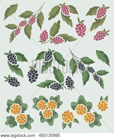 Small Collection Of Raspberries, Blackberries And Cloudberries On Foliate Twigs And Bushes For Invit