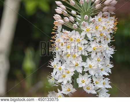 White Flowers Of The "fox-tailed Elwes" (or Desert Candle). Its Latin Name Is Eremurus Elwesii.