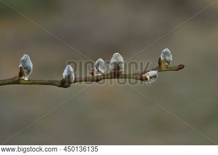 A Beautiful Willow Catkins In Early Spring