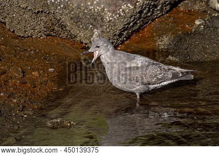 Glaucous Winged Gull Eat Sea Urchins At Vancouver Bc Canada