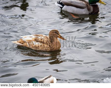 Yellow Colored Mallard Female Duck Swims In The Pond. Animal Polymorphism