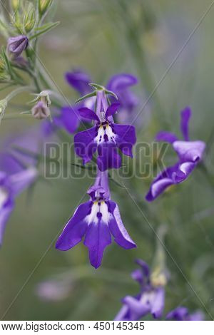 Closeup Of The Blue Flowers Of The Garden Lobelia, Lobelia Erinus