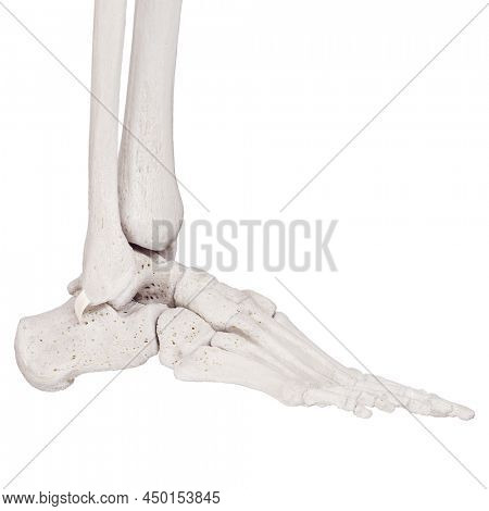 3d rendered medically accurate illustration of the superior peroneal retinaculum