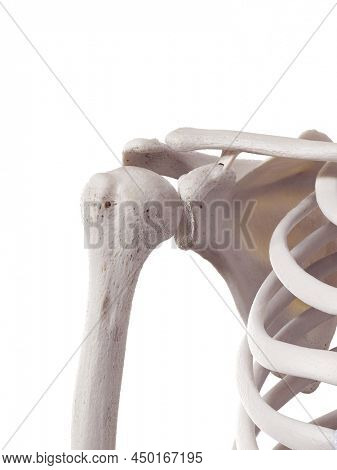 3d rendered medically accurate illustration of the conoid ligamente
