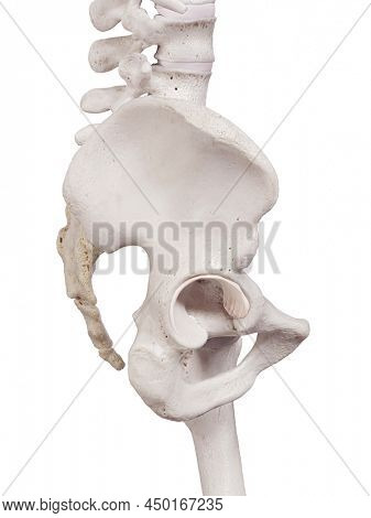3d rendered medically accurate illustration of the acetubular labrum