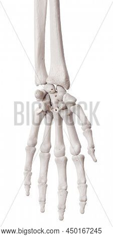 3d rendered medically accurate illustration of the palmar carpometacarpal ligament