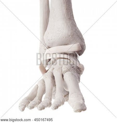 3d rendered medically accurate illustration of the inferior extensor retinaculum