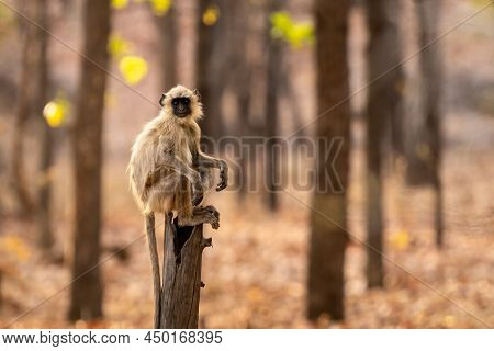 Gray Or Hanuman Langurs Or Indian Langur Or Monkey Portrait Perched On Tree Trunk During Outdoor Jun