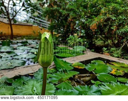 Side View Of A White Lotus Bud Which Is Half Blooming On The Big Green Lotus Leaves In Black Water P