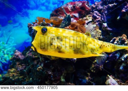 Fish Cowfish Longhorn Swimming In A Large Bright Aquarium Among The Reefs