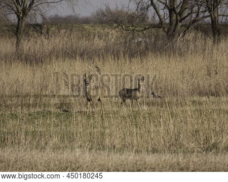 Two Young Deer Are Watching Alertly In The Tiengemeten Nature Reserve, An Island In The Haringvliet 