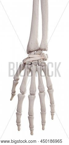 3d rendered medically accurate illustration of the dorsal intercarpal ligaments
