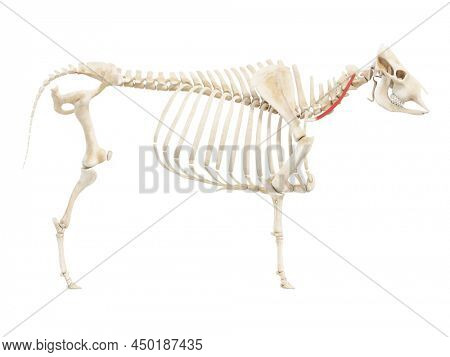 3d rendered anatomy illustration of the cows muscles - the intertransversarii ventralis