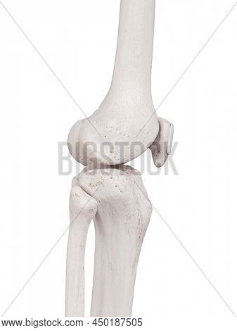 3d rendered medically accurate illustration of the subcutaneous prepatellar bursa