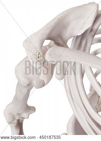 3d rendered medically accurate illustration of the shoulders capsular ligament