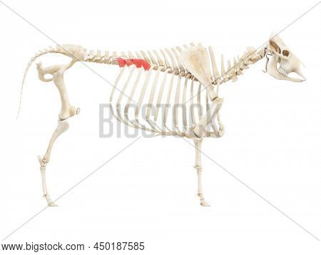 3d rendered anatomy illustration of the cows muscles - the serratus dorsalis