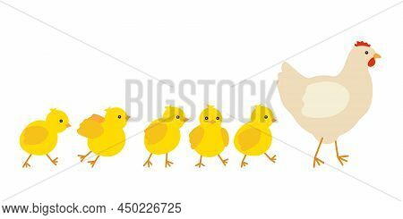 Chicken Family, Hen Mother Leading Row Her Yellow Baby Chicks. Chicken With Brood, Symbol Easter. Fa