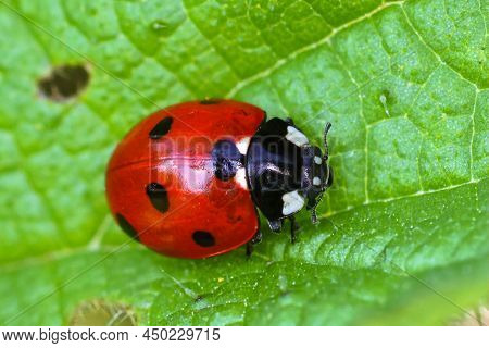 Closeup On The Colorful Seven-spot Ladybird, Coccinella Septempunctata On A Green Leaf In The Garden
