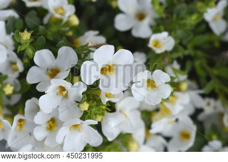 Ornamental Bacopa White Flowers In Dhe Garden