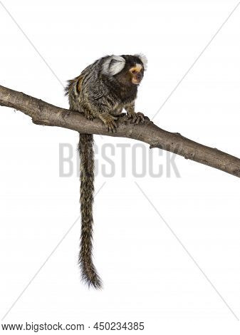 Cute Common Marmoset Monkey Aka Callithrix Jacchus, Sitting Side Ways On Branch. Looking Side Ways W