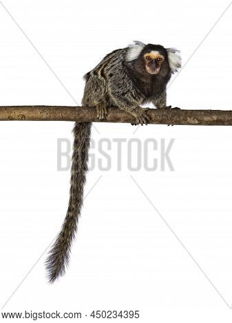 Cute Common Marmoset Monkey Aka Callithrix Jacchus, Sitting Side Ways On Branch. Looking Straight To