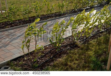 An Evergreen Shrub In Front Of A Light Wood Wire Fence Will Improve The Opacity Of The Street. Drip 