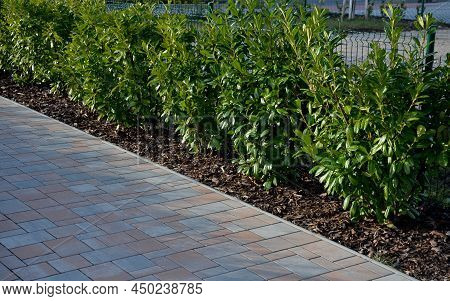 An Evergreen Shrub In Front Of A Light Wood Wire Fence Will Improve The Opacity Of The Street. Drip 