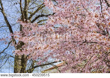 Branches Of The Cherry Tree Blooming In Spring, Tammisaari, Finland