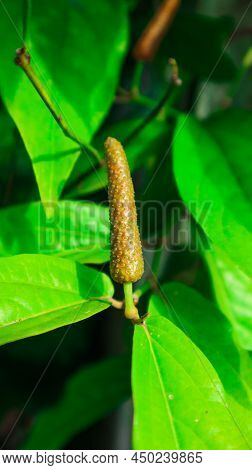 Green Long Pepper On Its Branch With Green Leaves
