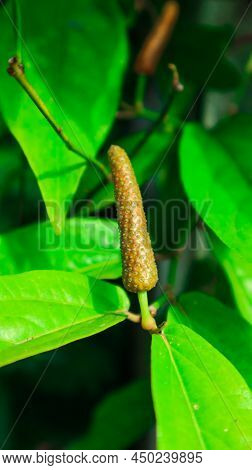 Green Long Pepper On Its Branch With Green Leaves