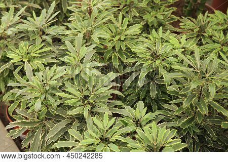 Beautiful Dizygotheca Plants In The Garden In Spain