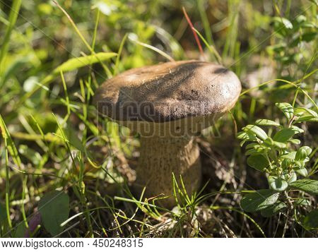 Close Up Birch Bolete, Leccinum Scabrum In The Grass At Birch Forest In Natural Sunlight