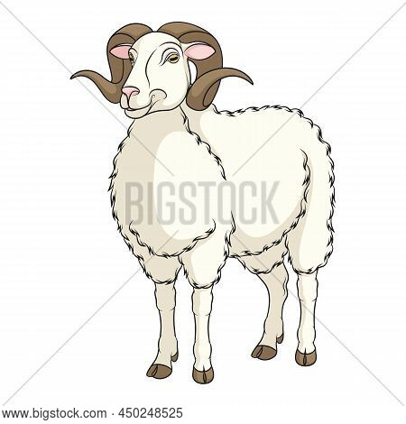 Color Illustration With White Ram, Sheep. Isolated Vector Object On A White Background.