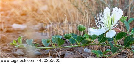 Banner. Flowering Plant Capparis Spinosa. White Flowers And Buds With Green Leaves. Vegetable Cultur