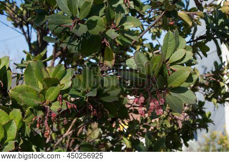 Close Up Of An Arbutus, A Small Tree With Red Flaking Bark. Flowers Appear While The Previous Year's