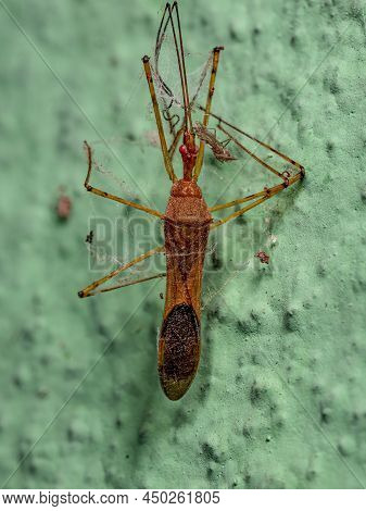Dead Adult Assassin Bug Of The Tribe Harpactorini