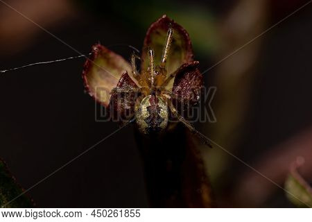 Adult Male Cobweb Spider Of The Family Theridiidae