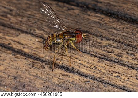 Adult Calligrapher Fly Of The Genus Toxomerus