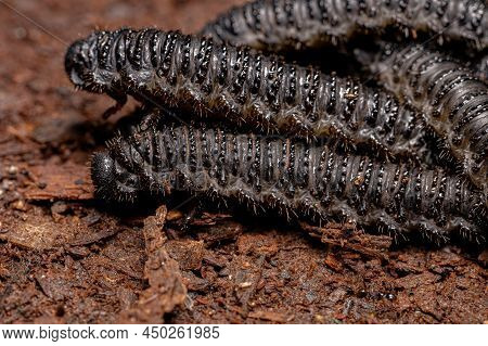 Black Pergid Sawflies Larvaes Of The Genus Perreyia