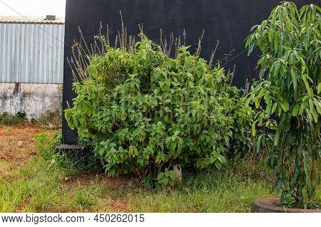 Woolly Plectranthus Plant Of The Species Coleus Barbatus