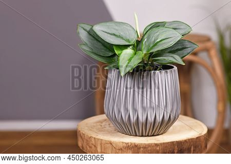 Tropical Houseplant With Botanic Name 'scindapsus Treubii Moonlight' In Flower Pot On Wooden Table