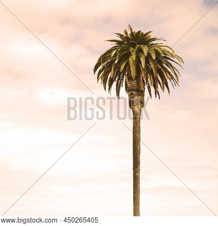 Single Palm Tree With The Pink Sunset Sky